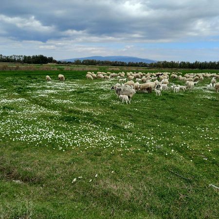 Agriturismo Bachile Bertula Villa Риола Сардо Екстериор снимка